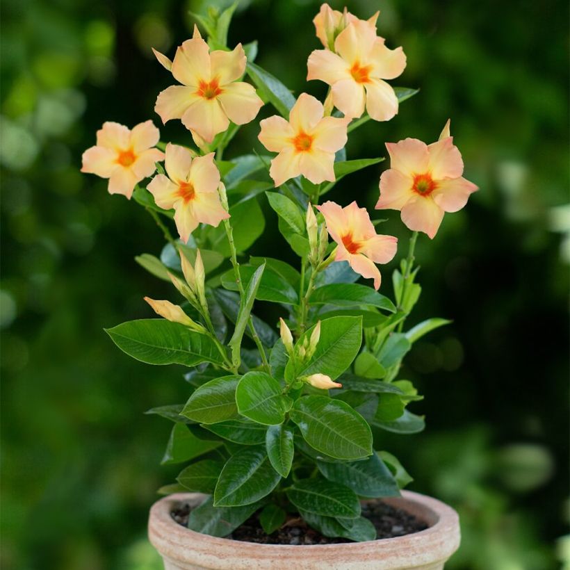 Dipladenia Diamantina Emerald Amber Star (Plant habit)