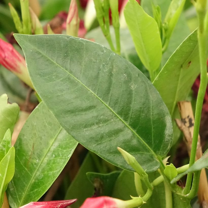 Dipladenia Diamantina Jade Red (Foliage)