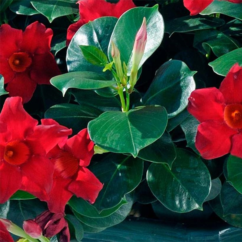 Dipladénia Diamantina Jade Scarlet - Mandevilla  (Foliage)