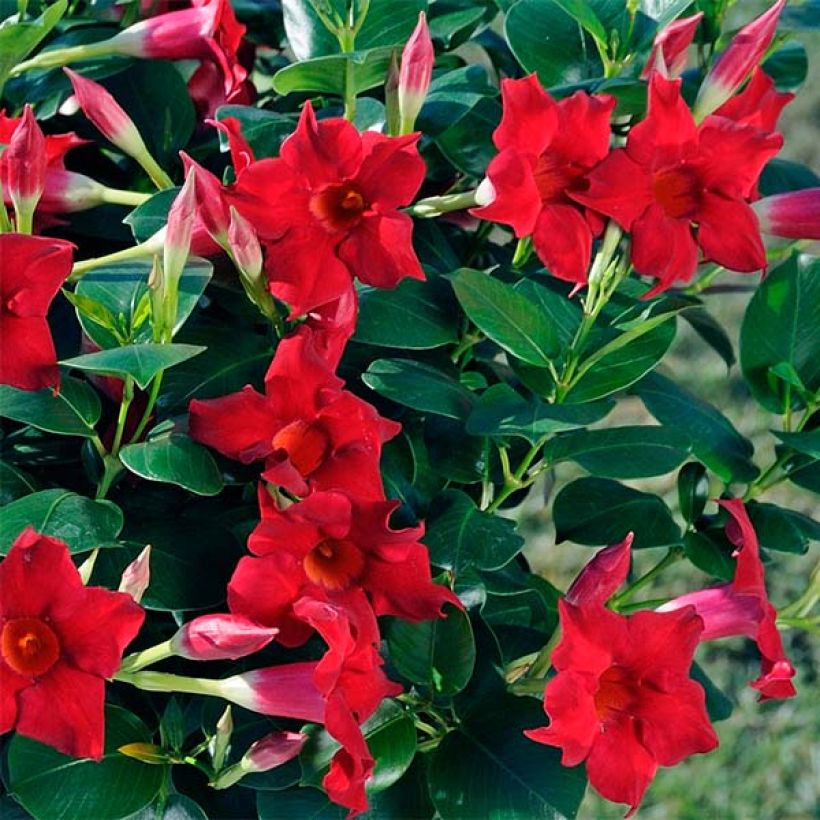 Dipladénia Diamantina Jade Scarlet - Mandevilla  (Flowering)