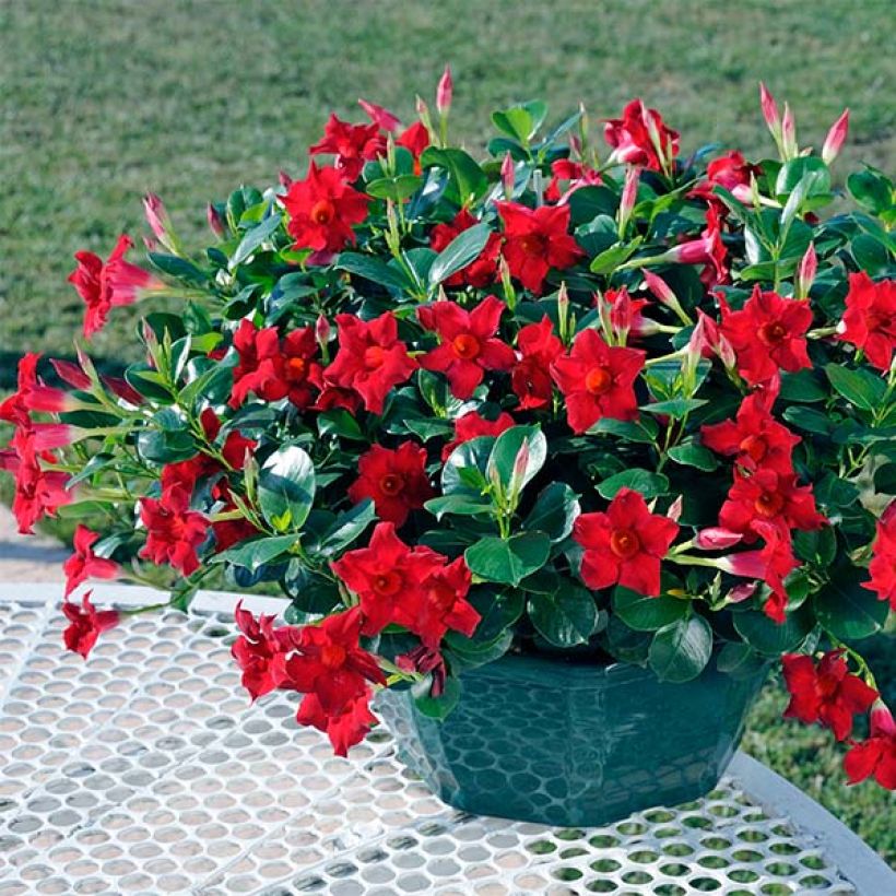 Dipladénia Diamantina Jade Scarlet - Mandevilla  (Plant habit)