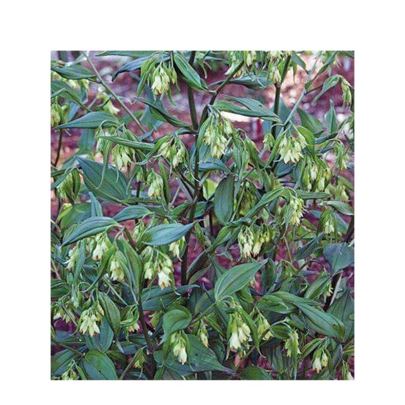 Disporum cantoniense Green Giant - Cloche des fées (Flowering)