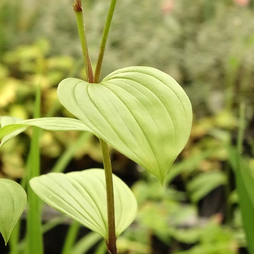 Disporum uniflorum - Cloche des fées de Corée (Foliage)
