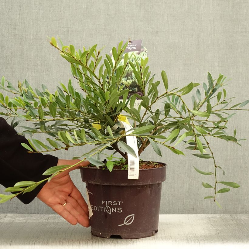 Example of Distylium Cinnamon Girl Pot de 3L/4L as you get in automne