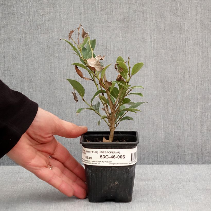 Example of Distylium Linebacker  Godet de 8/9 cm as you get in hiver