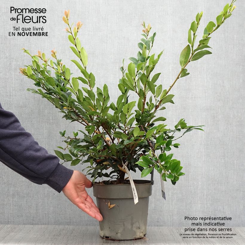 Example of Distylium Linebacker  Pot de 3L/4L as you get in automne