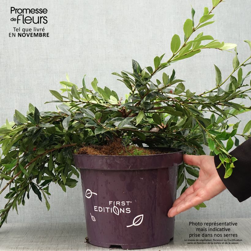 Example of Distylium Vintage Jade Pot de 7,5L/10L as you get in automne