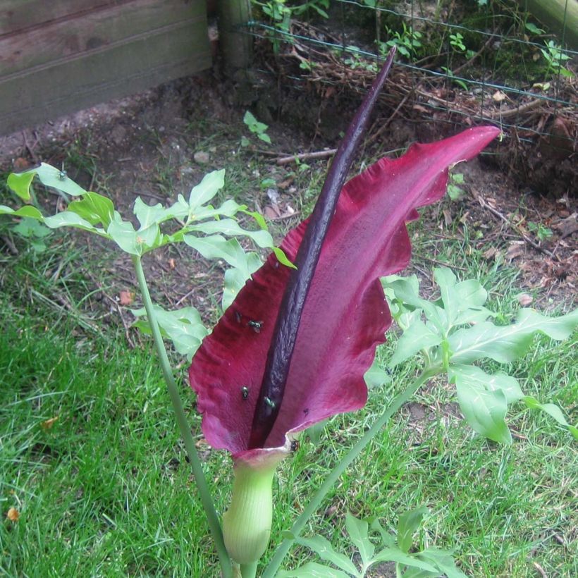 Dracunculus vulgaris - Serpentaire commune (Flowering)