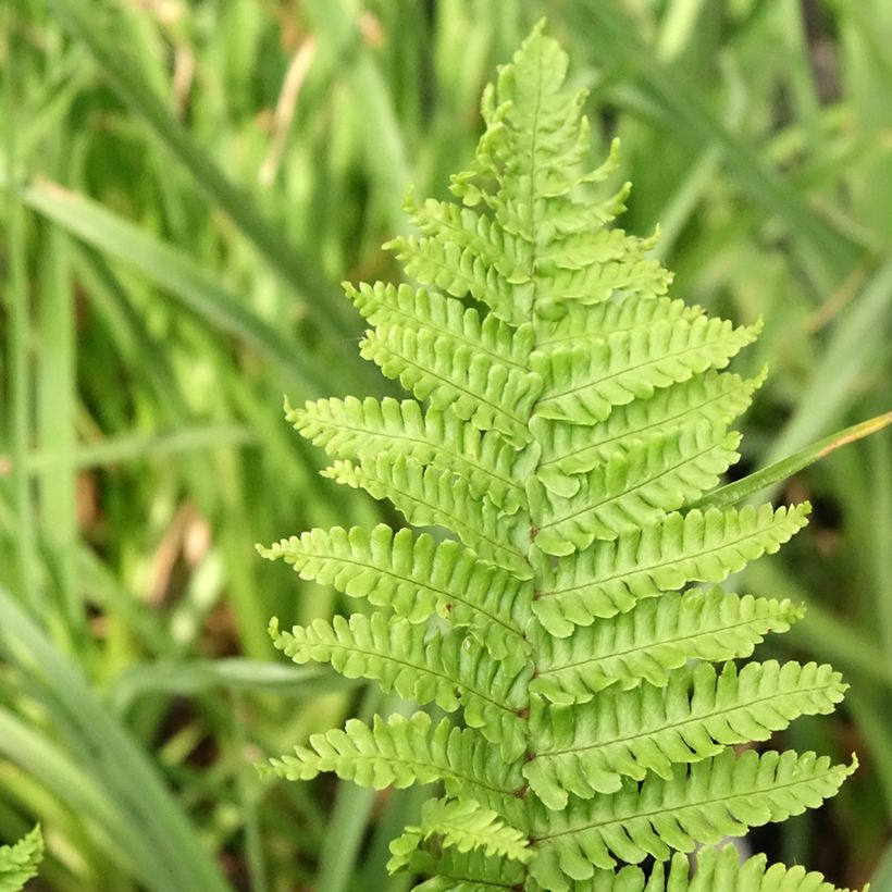 Dryopteris affinis Crispa - Fausse Fougère mâle naine (Foliage)