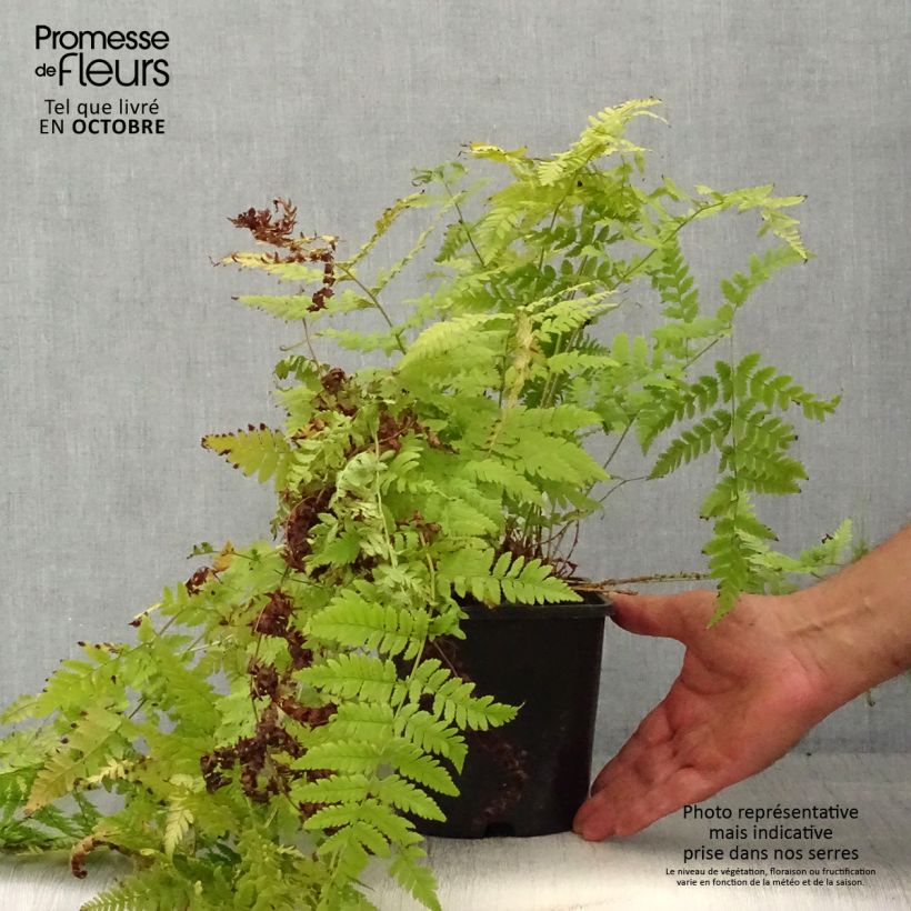 Example of Dryopteris carthusiana - Fougère ou Dryoptéride des chartreux Pot de 2L/3L as you get in automne