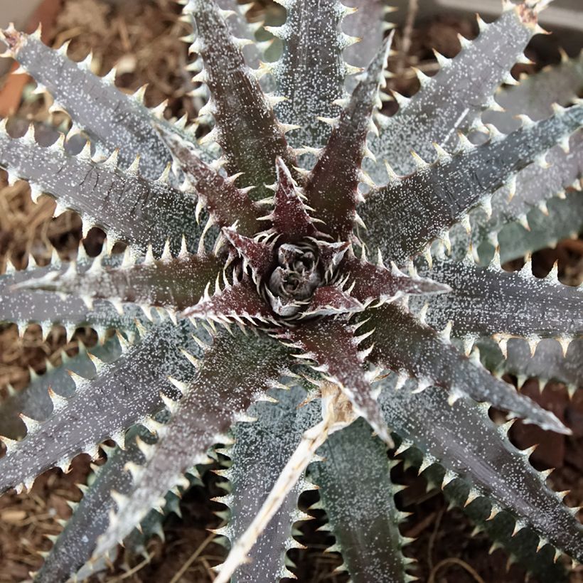 Dyckia Brittle Star - Broméliacée (Foliage)