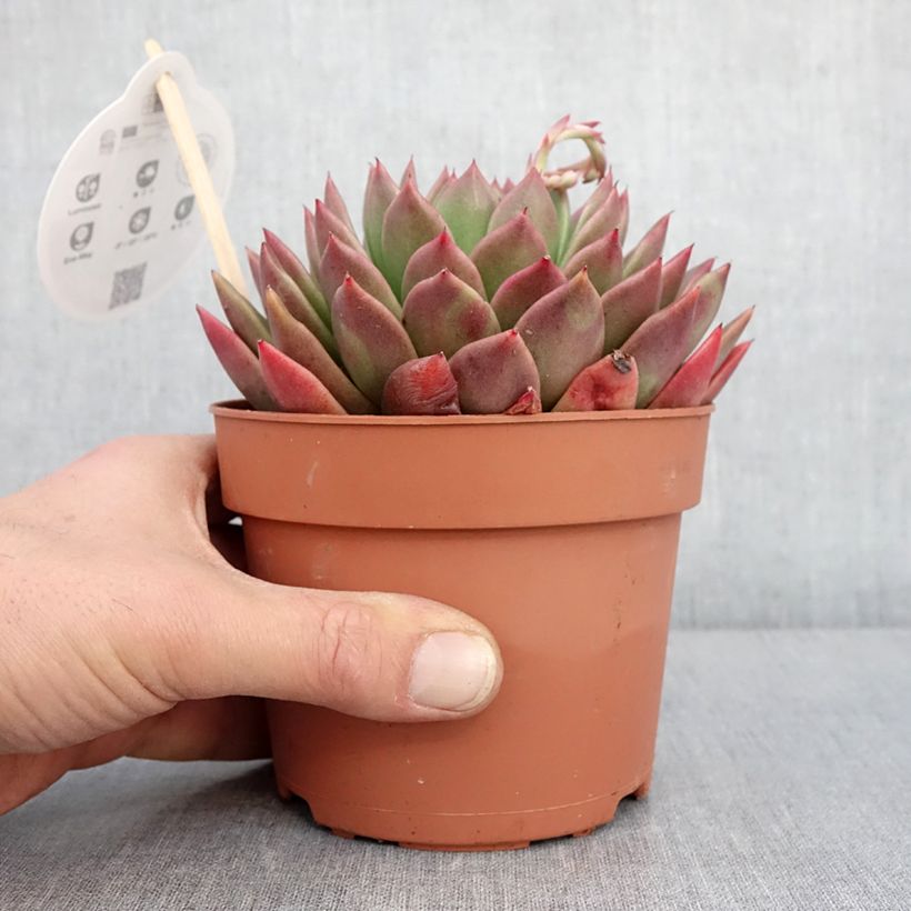 Example of Echeveria agavoides Pot de 1L/1,5L as you get in hiver