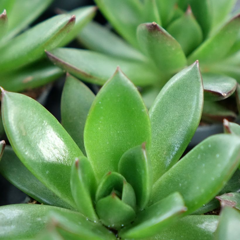Echeveria agavoides Red Tip (Foliage)