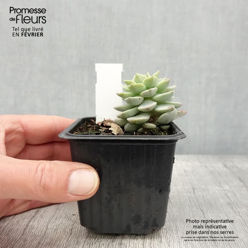 Example of Echeveria derenbergii  Godet de 8/9 cm as you get in hiver