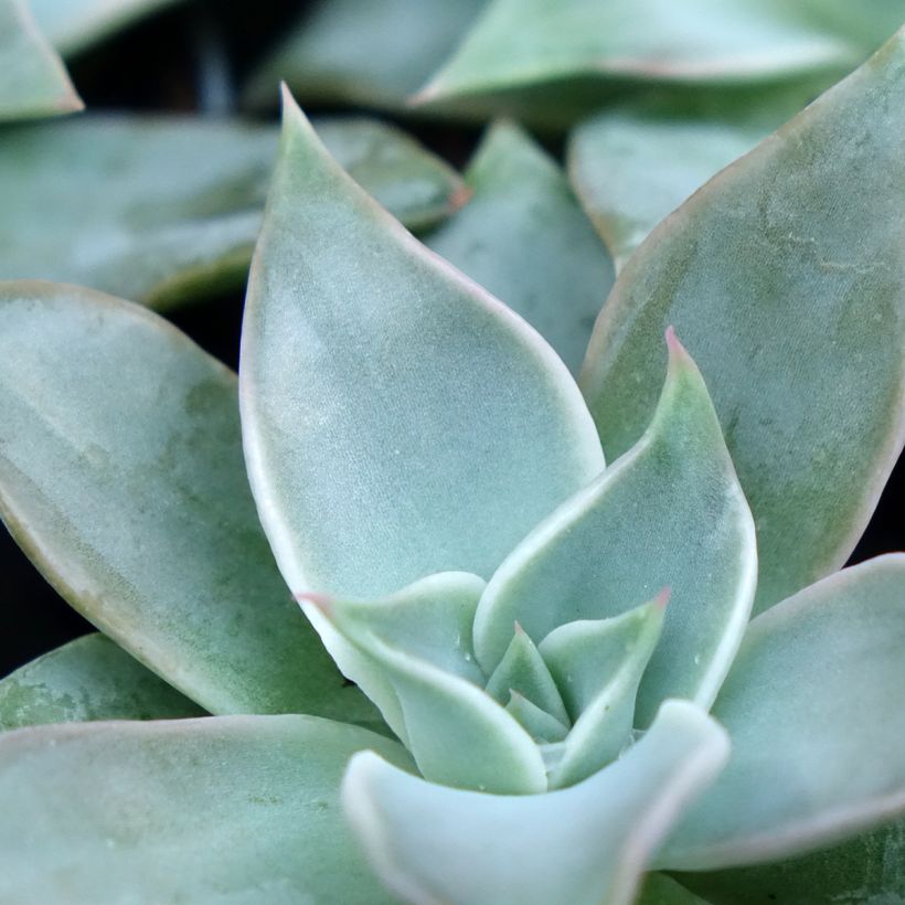Echeveria Madiba (Foliage)