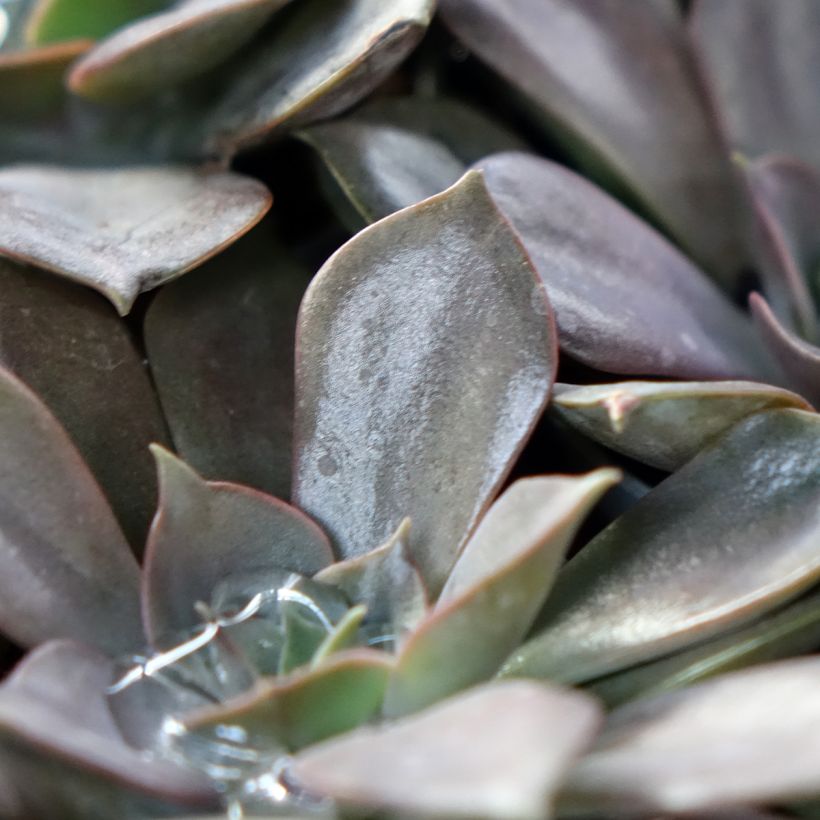 Echeveria Nina (Foliage)