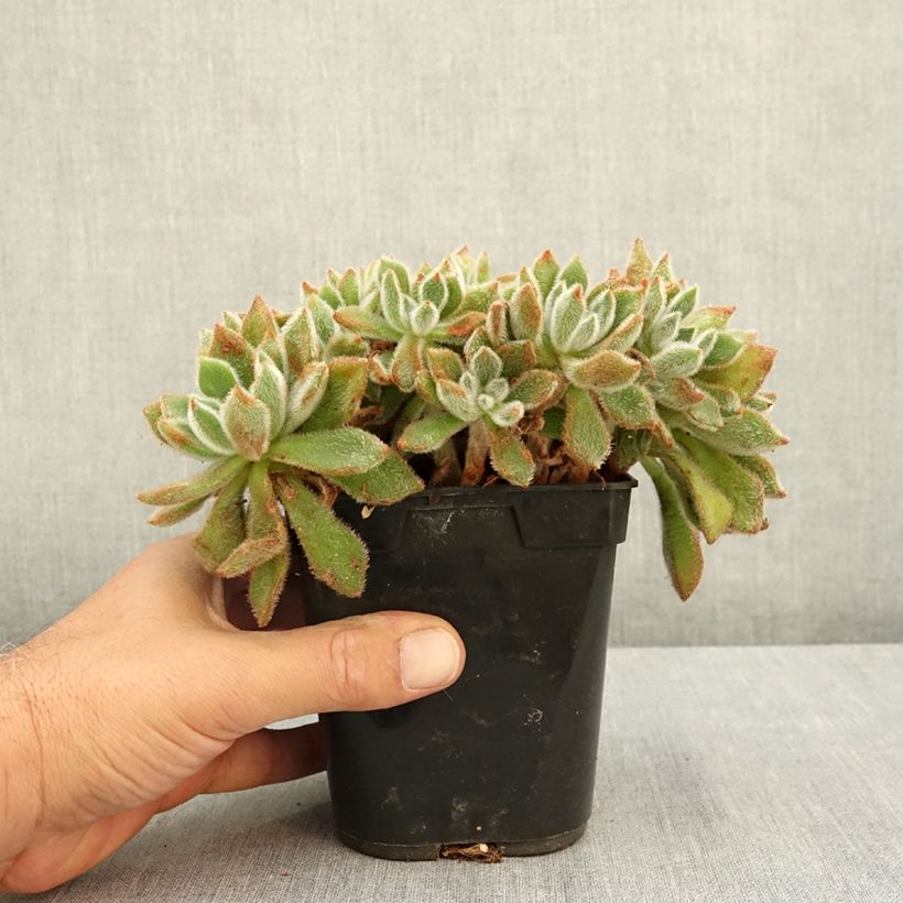 Example of Echeveria setosa Pot de 1L/1,5L as you get in ete