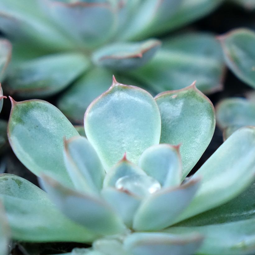 Echeveria Shira (Foliage)