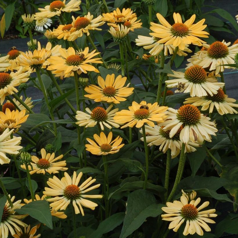Echinacea Aloha - Echinacée (Plant habit)