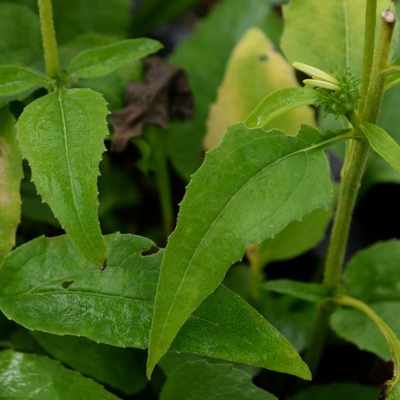 Echinacea Avalanche - Echinacée (Foliage)