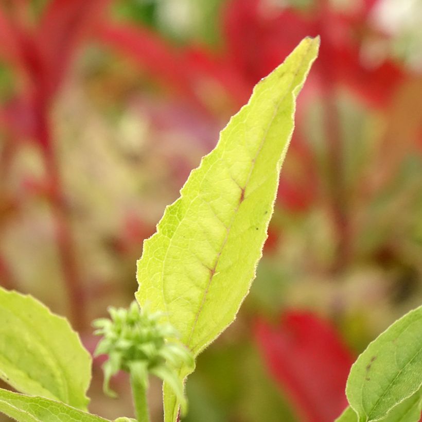 Echinacea Cheyenne Spirit - Echinacée (Foliage)
