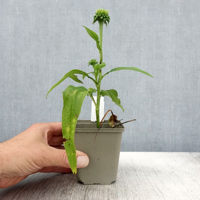 Example of Echinacea Chiquita - Echinacée Godet de 8/9 cm as you get in automne