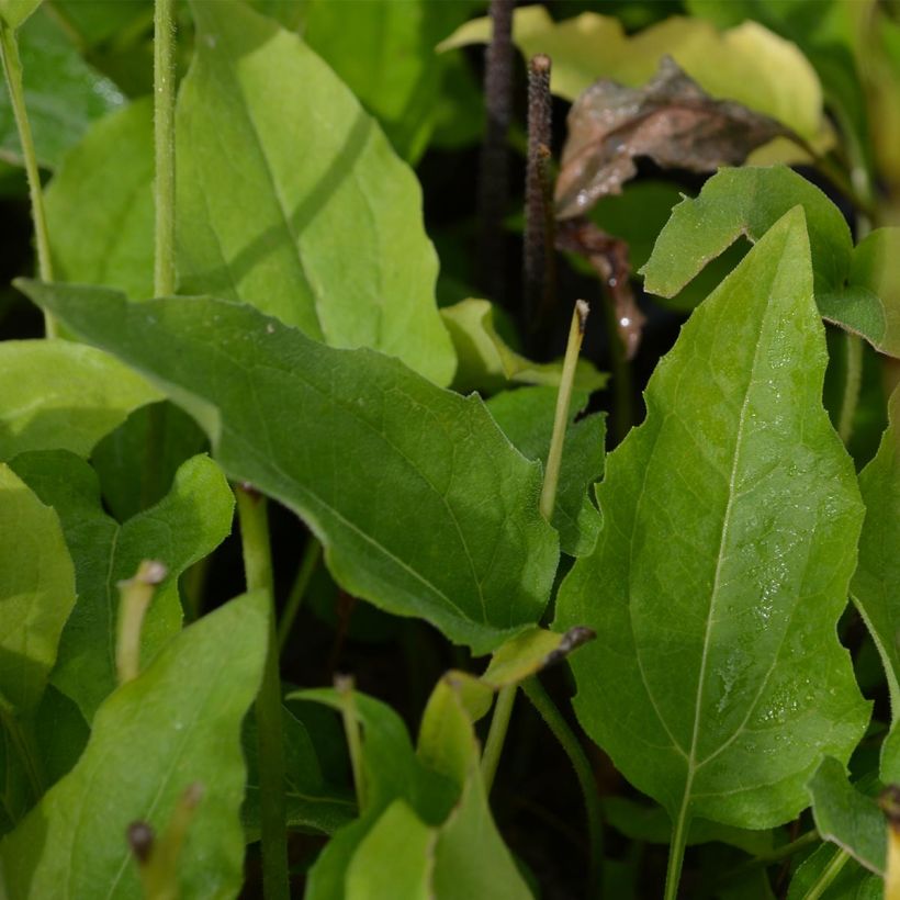 Echinacea Coconut Lime - Echinacée (Foliage)