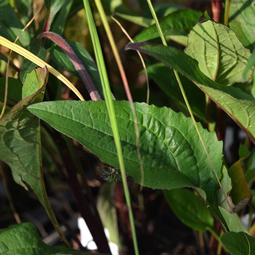 Echinacea Fatal Attraction - Echinacée (Foliage)