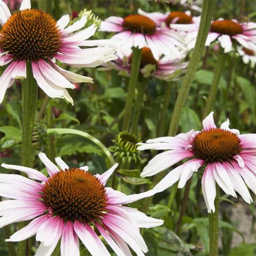 Echinacea Funky White - Echinacée (Flowering)