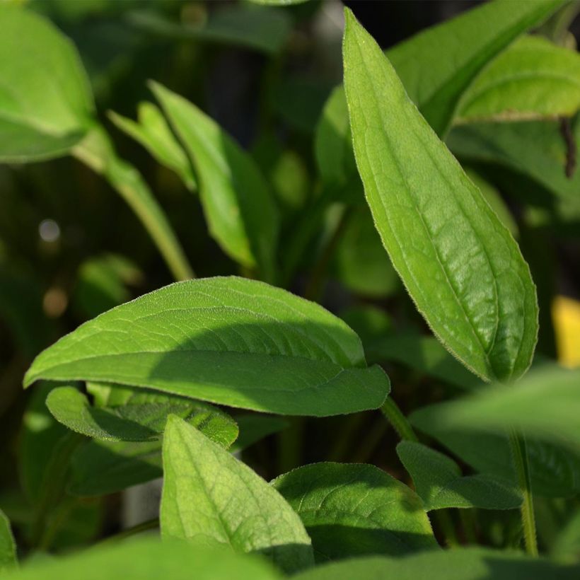 Echinacea Green Envy - Echinacée (Foliage)