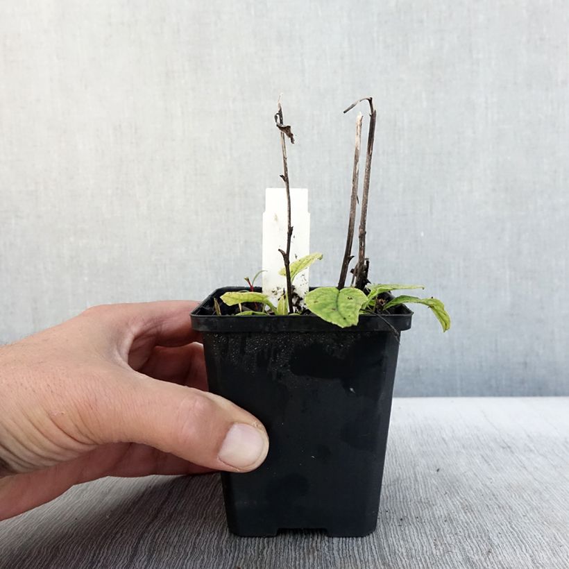 Example of Echinacea Green Jewel - Echinacée Godet de 8/9 cm as you get in automne