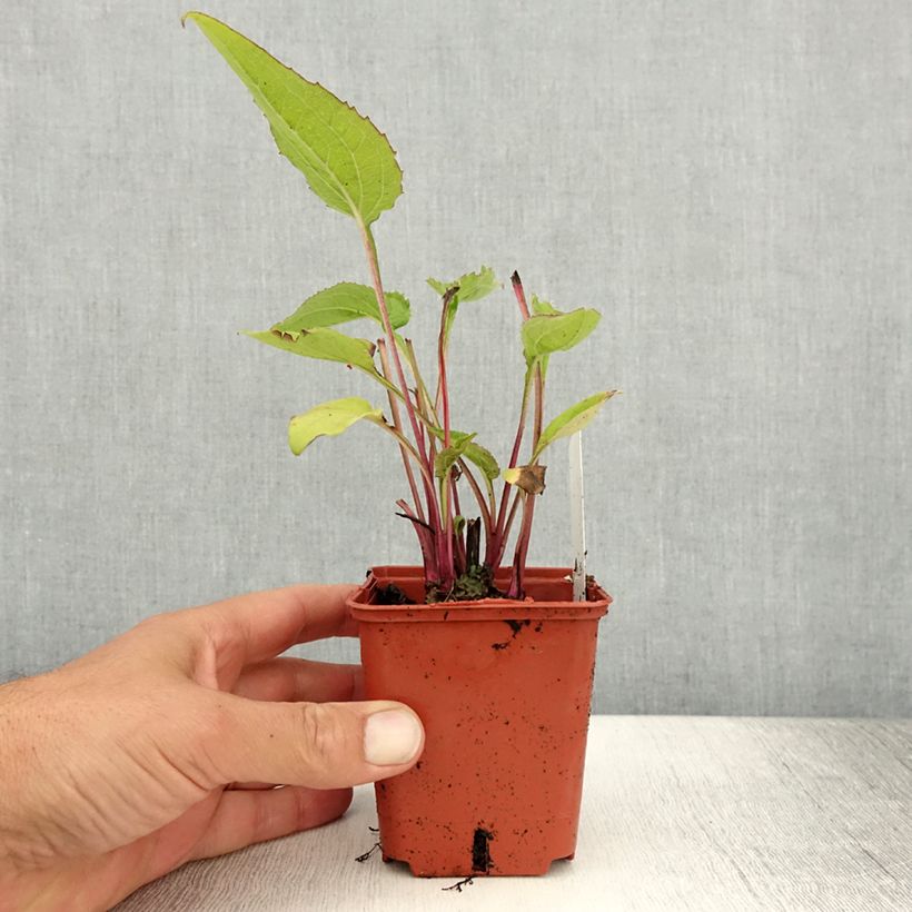 Example of Echinacea Green Twister - Echinacée Godet de 8/9 cm as you get in ete