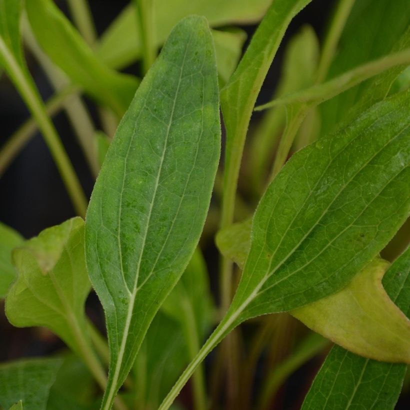 Echinacea Hot Papaya - Echinacée (Foliage)
