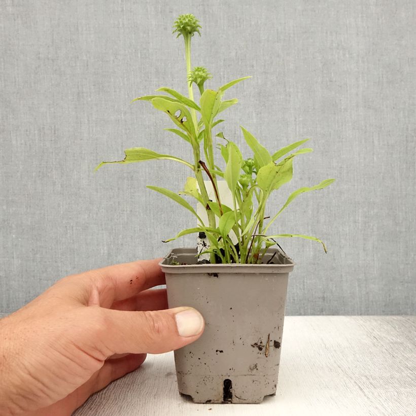 Example of Echinacea Kismet blanc (White) - Echinacée Godet de 8/9 cm as you get in ete
