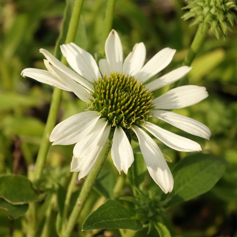 Echinacea Kismet blanc (White) - Echinacée (Flowering)
