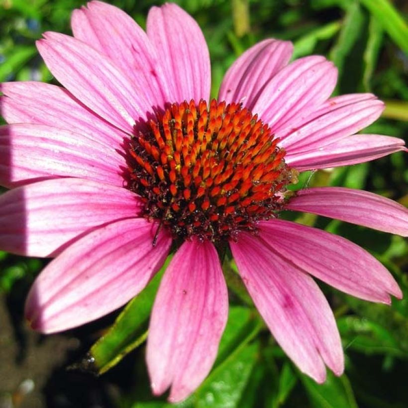 Echinacea purpurea Little Magnus - Echinacée (Flowering)