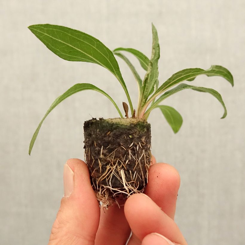 Example of Echinacea Minibelle - Echinacée Mini-motte Ø 3/4 cm as you get in printemps