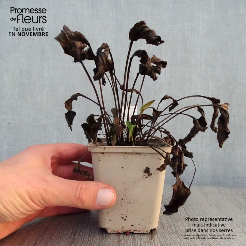 Example of Echinacea Purity - Echinacée Godet de 8/9 cm as you get in automne
