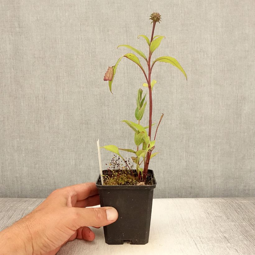 Example of Echinacea purpurea Augustkönigin - Echinacée Godet de 8/9 cm as you get in ete