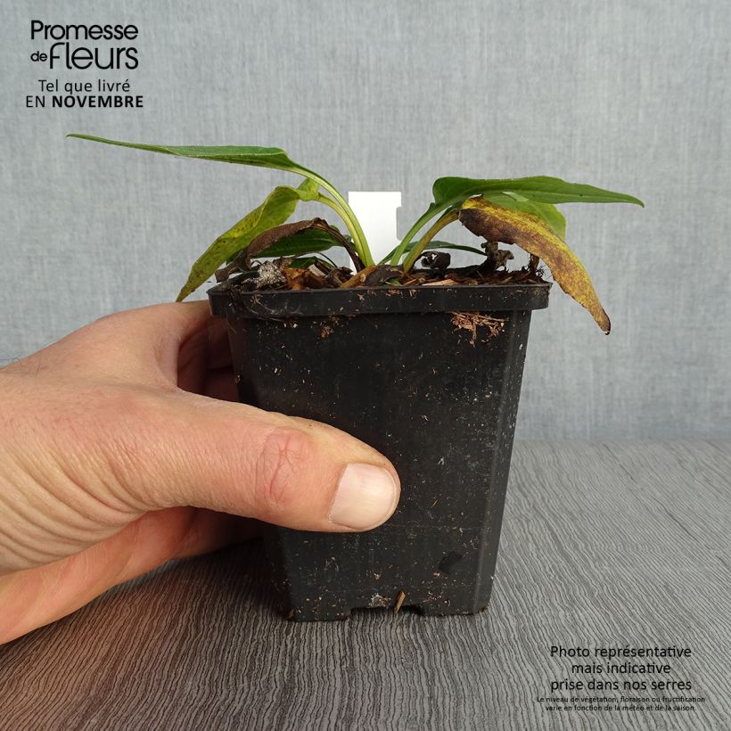 Example of Echinacea purpurea Espinoso Green - Echinacée Godet de 8/9 cm as you get in automne
