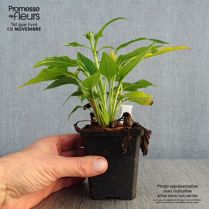 Example of Echinacea purpurea Espinoso Yellow - Echinacée Godet de 8/9 cm as you get in automne