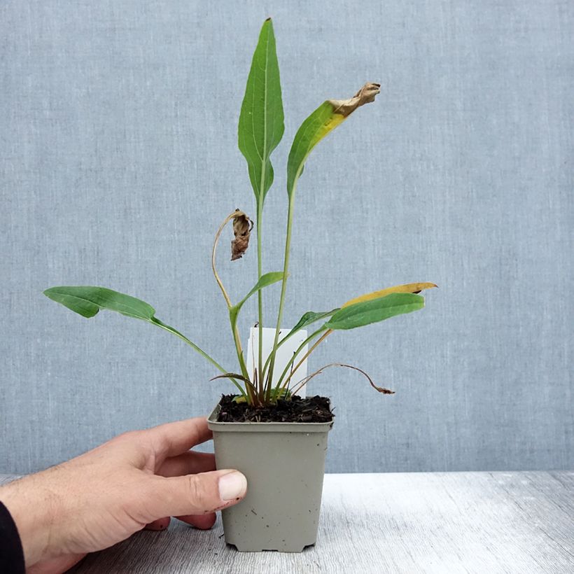 Example of Echinacea purpurea Funky Yellow - Echinacée Godet de 8/9 cm as you get in automne