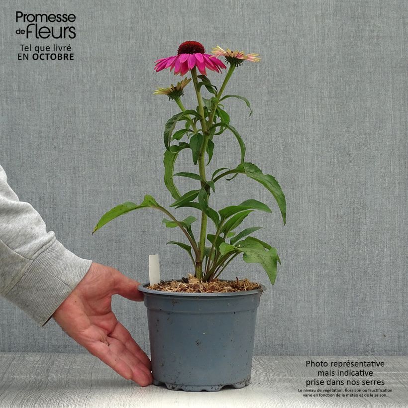 Example of Echinacée Magnus Pot de 2L/3L as you get in automne