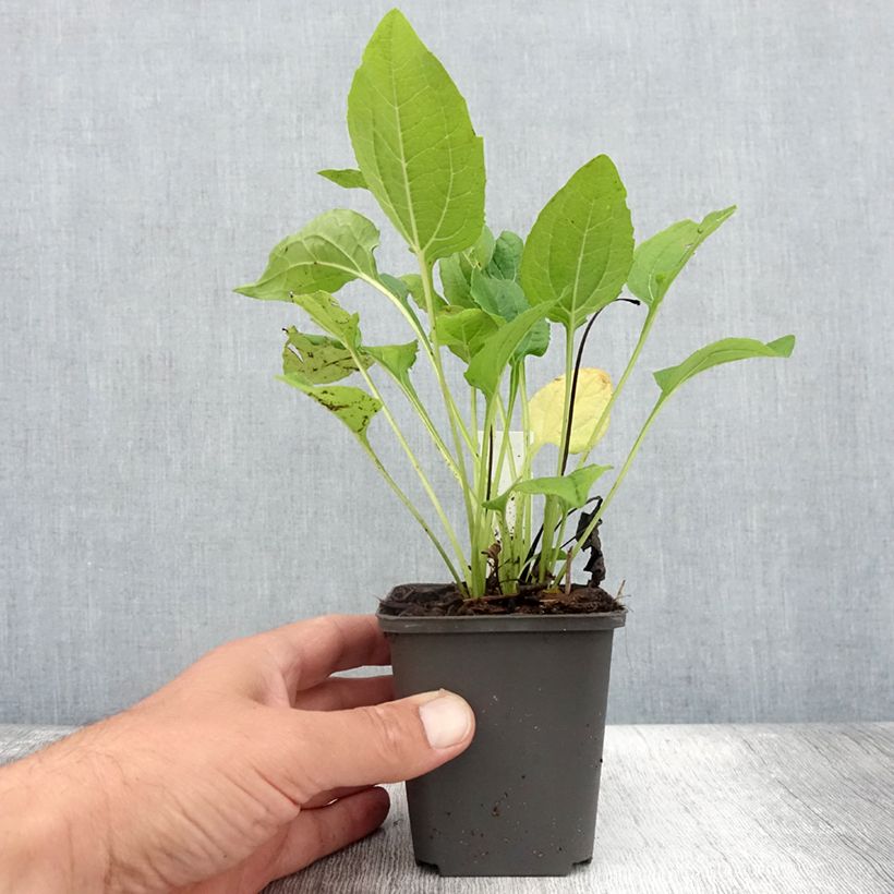 Example of Echinacea purpurea Milkshake - Echinacée Godet de 8/9 cm as you get in ete