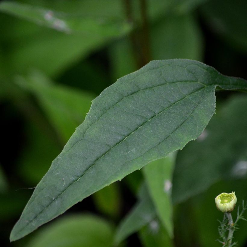Echinacea purpurea Pica Bella - Echinacée (Foliage)