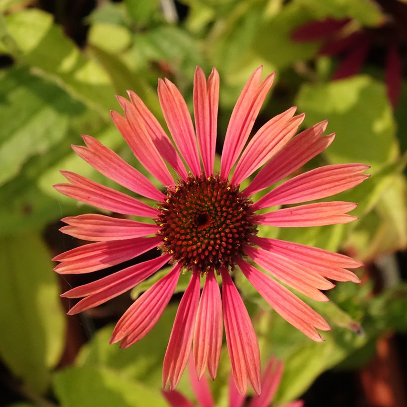 Echinacea purpurea Summer Cocktail (Flowering)