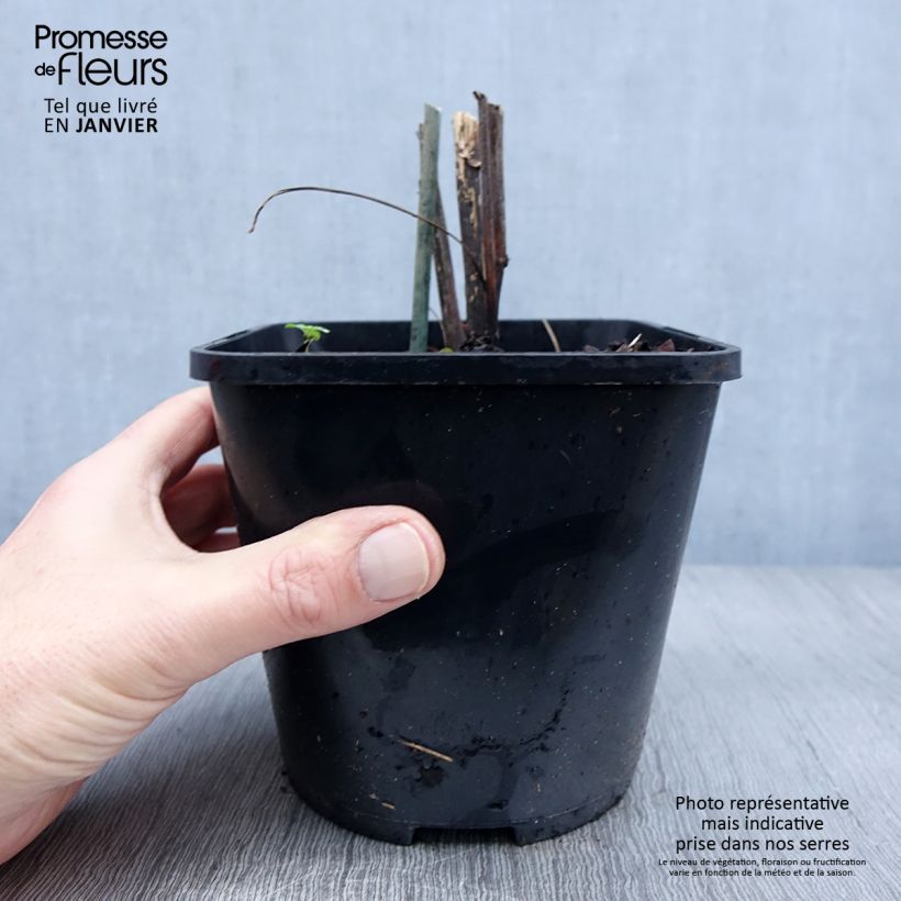 Example of Echinacea purpurea Virgin - Echinacée Pot de 2L/3L as you get in hiver