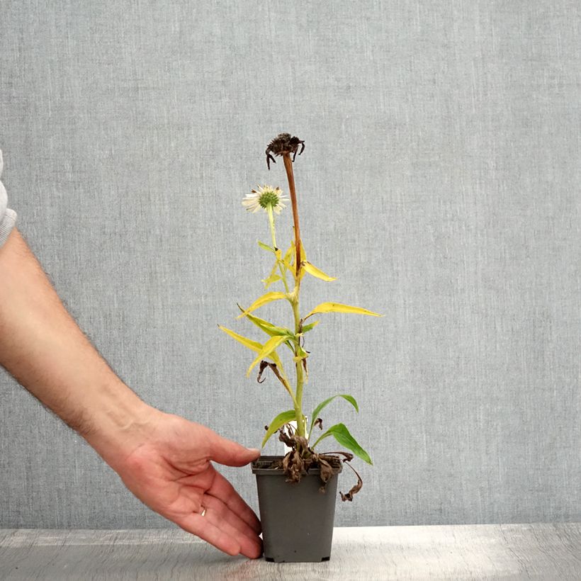 Example of Echinacea purpurea White Meditation Godet de 8/9 cm as you get in automne