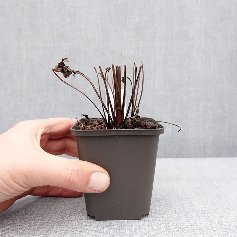 Example of Echinacea Sunny Meadow Mama - Echinacée Godet de 8/9 cm as you get in hiver