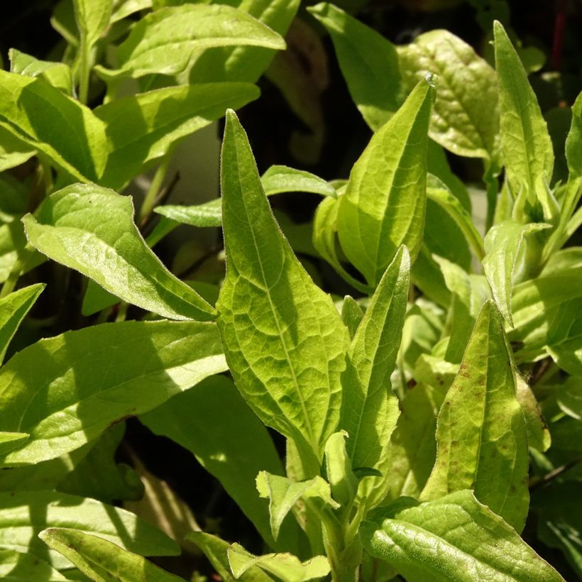 Echinacea Sunny Meadow Mama - Echinacée (Foliage)